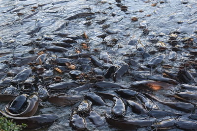 High angle view of fish in sea