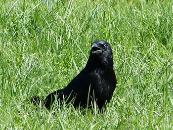 Black cat sitting on grass