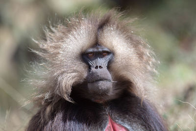 Close-up portrait of monkey outdoors