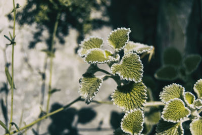 Small green marrubium leaves in the mountain of catalonia, spain