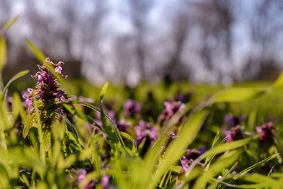 Close-up of purple flowering plant on field