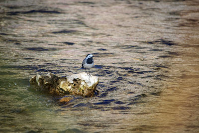 Bird swimming in lake