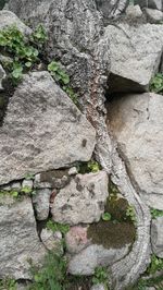 Full frame shot of plants