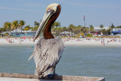 View of birds on beach