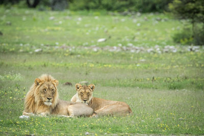 Lion and lioness sitting on field