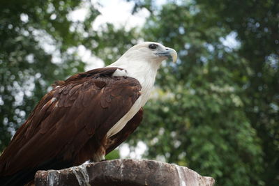 Close-up of eagle perching on wooden post