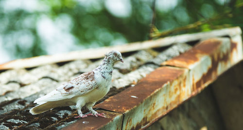 Close-up of bird perching on wood