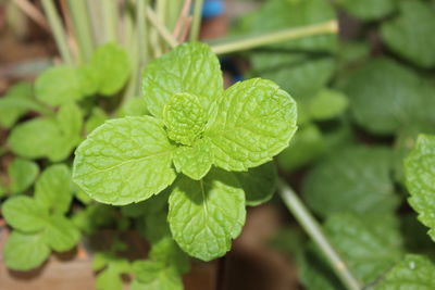 Close-up of mints leaves