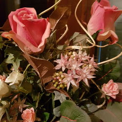 Close-up of pink flowers blooming outdoors