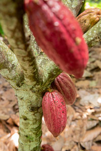 Close-up of red chili peppers on field