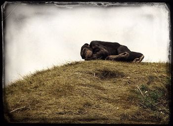 Dog resting on grass