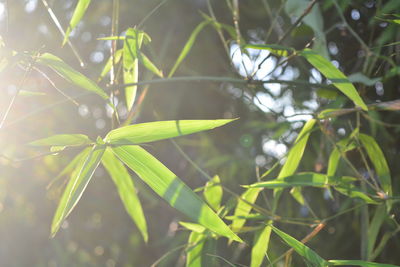 Close-up of plant