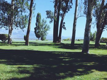 Trees growing on grassy field