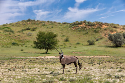 Horse in a field