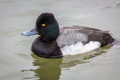 Close-up of duck swimming in lake