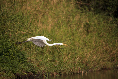 Flying great white egret ardea alba wading bird at myakka state park in sarasota, florida