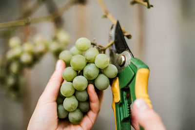 Close-up of hand holding plant