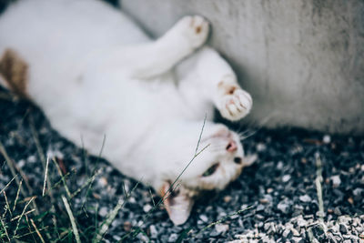 Low section of person on field
