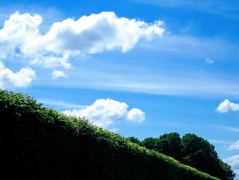 Plants growing on land against sky