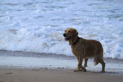 View of an animal in water