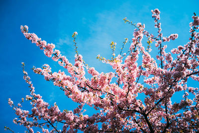 Low angle view of pink flowers against blue sky