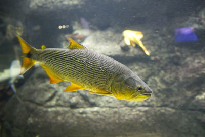 Fish swimming in sea