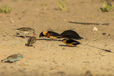 View of birds on field