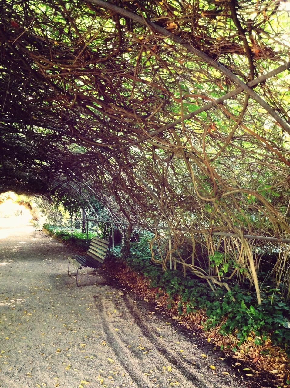 tree, growth, tree trunk, the way forward, transportation, tranquility, nature, branch, footpath, tranquil scene, park - man made space, day, forest, outdoors, beauty in nature, sunlight, no people, plant, road, leaf