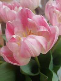 Close-up of pink rose