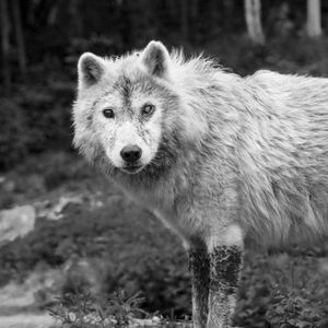 Portrait of an animal on field