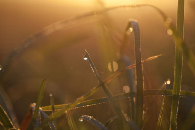 Close-up of wet grass during rainy season