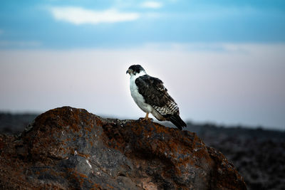 Bird perching on rock