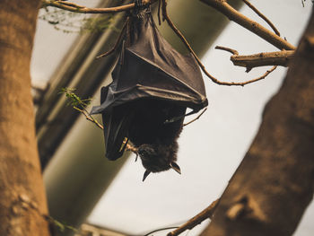 Close-up of butterfly perching on a tree