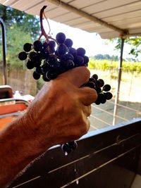 Cropped hand of person holding grapes