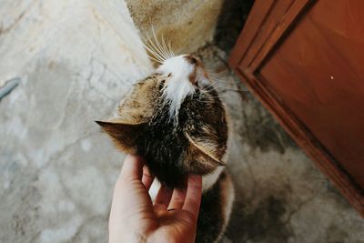 Cropped hand of person stroking cat