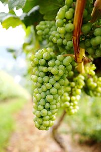 Close-up of grapes growing in vineyard