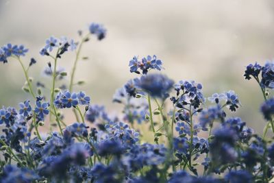 Close-up of purple flowering plants on field