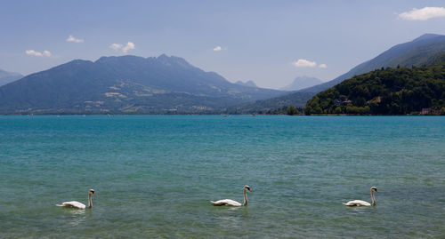 Swans swimming in lake against mountains and sky