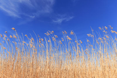 Low angle view of stalks in field against blue sky