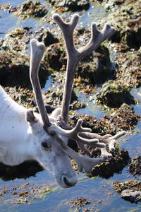 Reindeer ,norway