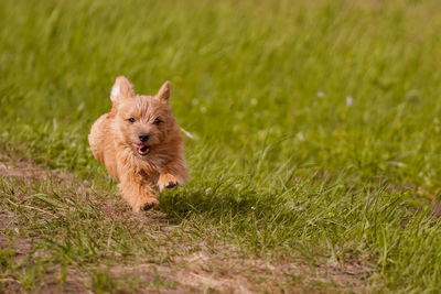 Dogs breed norwich terrier on the walk in the field