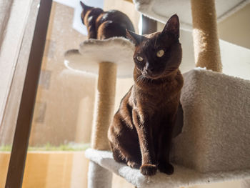 Portrait of a cat sitting