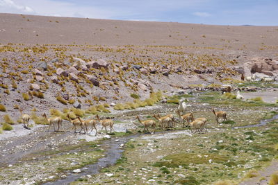 View of birds on land against the sky