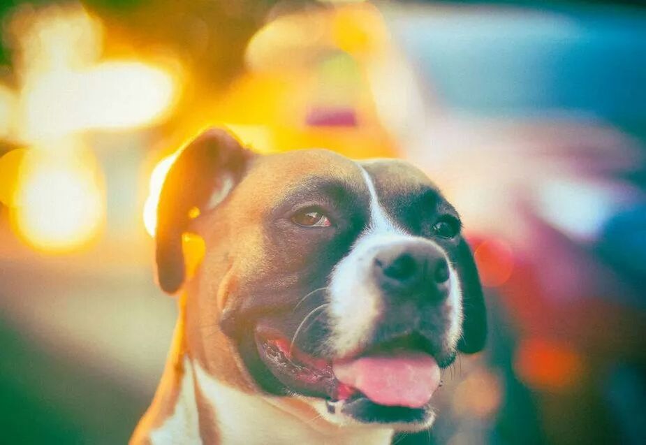 pets, dog, one animal, animal themes, domestic animals, focus on foreground, mammal, looking at camera, close-up, portrait, animal head, selective focus, indoors, part of, front view, holding, lifestyles