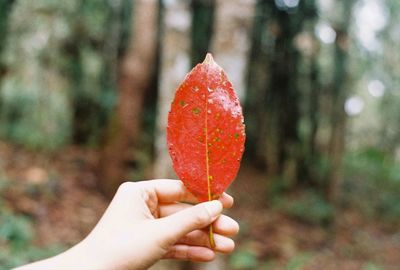 Close-up of hand holding an auntumn leaf