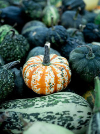 Close-up of pumpkins on ground during autumn