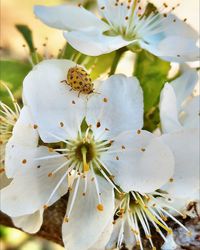 Close-up of insect on white flowering plant