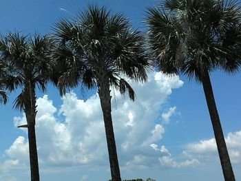 Low angle view of palm trees against sky