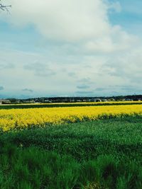 Scenic view of oilseed rape field against cloudy sky