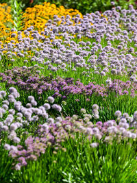 Purple flowering plants on field